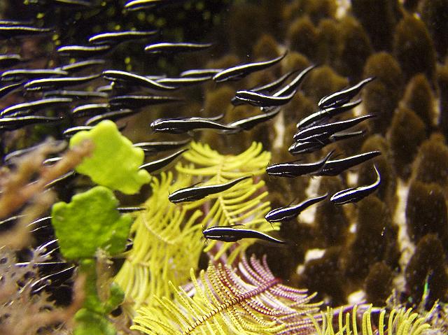 Korallenwels 269.jpg